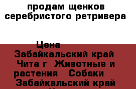 продам щенков серебристого ретривера › Цена ­ 1 500 - Забайкальский край, Чита г. Животные и растения » Собаки   . Забайкальский край,Чита г.